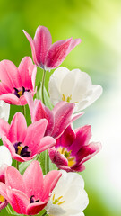 Obraz premium beautiful tulips with water drops on the petals on a blurred green background