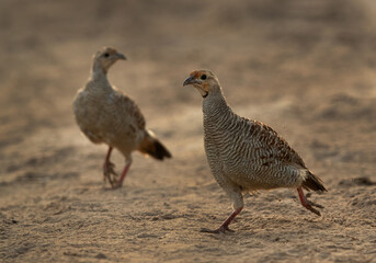 A pair of Grey francolin at Hamala, Bahrain