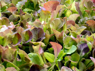 young shoots of lettuce in the garden