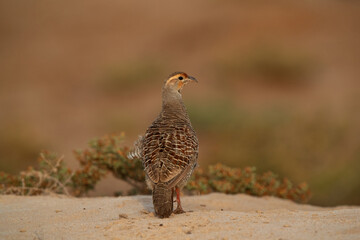Closeup of a Grey francolin perched on ground at Hamala, Bahrain