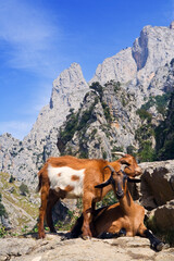 Rebecos en Picos de Europa