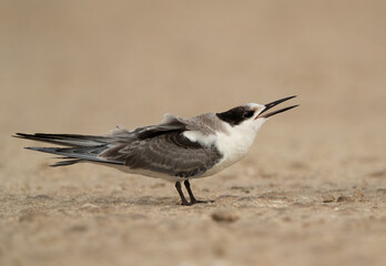 A juvenile White-cheeked tern calling for food, Bahrain