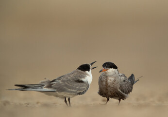 Juvenile White-cheeked Tern begging for food, Tubli, Bahrain