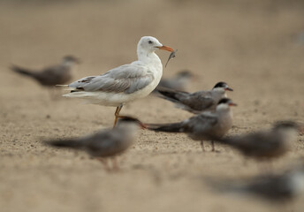 Selective focus on Sender-billed seagull in the mid of white-cheeked tern at Tubli bay, Bahrain