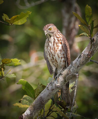 The shikra is a small bird of prey in the family Accipitridae found widely distributed in Asia and Africa where it is also called the little banded goshawk.