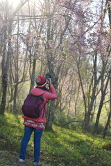 A tourist uses a camera to capture the beauty of the pink flowers of the Himalayan cherry, scientific name prunus cerasoides. Woman wearing a Red-orange down coat, a red knitted hat with a backpack 
