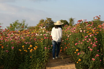 Asian female tourists walk to admire the beauty of colorful straw flowers at sunset. woman wearing a wide-brimmed straw hat Fashion white long sleeve shirt. Everlasting or Helichrysum bracteatum.
