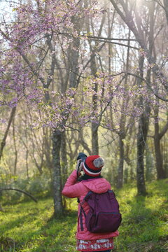Tourists use a camera to capture the beauty of pink Himalayan cherry blossoms ( pink sakura) in full bloom at phu lom lo Loei, a woman wearing an orange-red down coat. Red woolen hat with backpack

