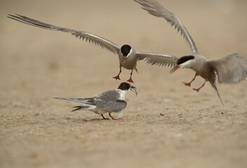White-cheeked Tern feeding its chick at Tubli, Bahrain
