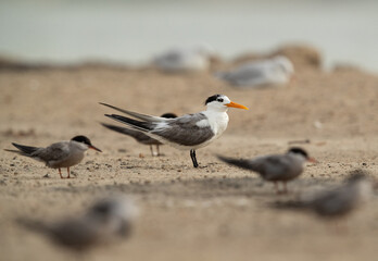 Selective focus on Greater Crested Tern perched on ground at Tubli, Bahrain