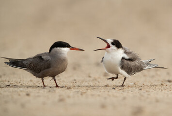 White-cheeked Tern juvenile calling her mother to offer food at Tubli, Bahrain