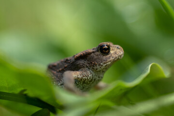 frog in the grass