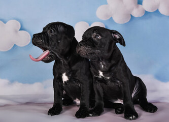 Two Black male American Staffordshire Bull Terrier dogs puppies on blue background