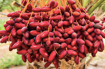 Bunch of red dates