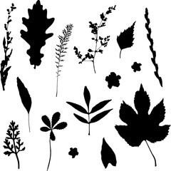 Set of silhouettes of leaves, herbs, flowers isolated on white background. Hand drawn decorative botanical elements. Vector eps-10