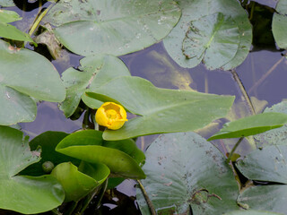 yellow water lily in the river