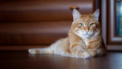 Ginger cat lies on the wooden floor at home. Shallow focus. Copyspace.