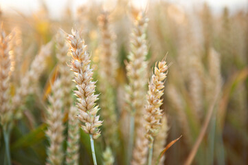 Naklejka premium Ripening wheat in the field. Ears. Farming. Agriculture. The concept of healthy organic food.