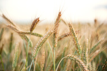 Ripening rye in the field. Ears. Harvest. Agriculture. The concept of organic healthy food.