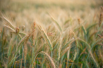 Ripening rye in the field. Ears. Harvest. Agriculture. The concept of organic healthy food.