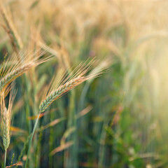 Ripening rye in the field. Ears. Harvest. Agriculture. The concept of organic healthy food.