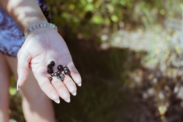 Ripe black currants in hand with bracelets, copy space