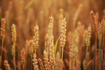 Golden ears of wheat in the field. Agricultural technologies. Wheat harvest. The concept of organic food.