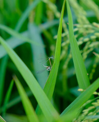 Two dragonflies doing copulation in a paddy field, small insects in nature