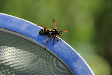Wespe krabbelt auf einem Ring aus Metall  © Horst Bingemer
