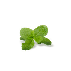 Green Mint leaves isolated on a white background