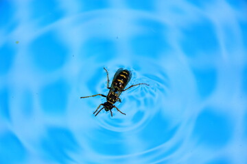 Wespe treibt im Sommer auf der Wasseroberfläche