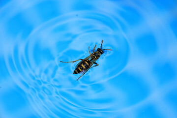 Wespe treibt im Sommer auf der Wasseroberfläche