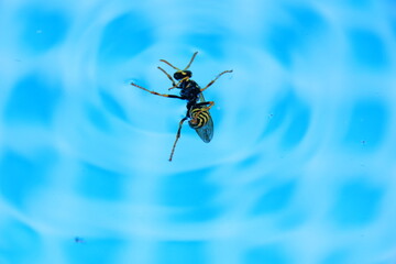 Wespe treibt im Sommer auf der Wasseroberfläche
