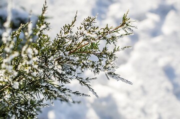 Evergreen coniferous plant Thuja on white snowy background, ..co