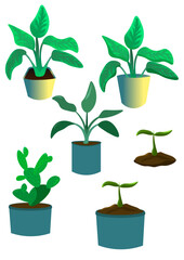 Fototapeta na wymiar plant in a pot, plant in the ground