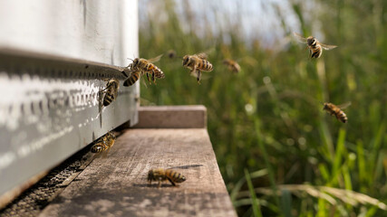 Group of foraging bees landing on the hive
