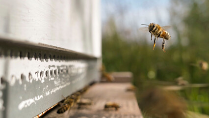 Bee in hovering flight