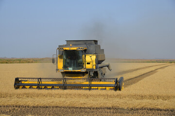 Fototapeta premium Harvester works in a field against the sky, agriculture, grain harvesting. Agricultural yellow field machinery, landscape background