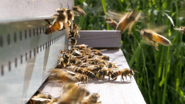 Abeilles en grappe devant l'entr&eacute;e de ruche pour se d&eacute;fendre des frelons asiatiques