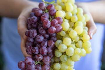Female hands holding a bunch of fresh ripe red and green grapes. A closeup. Autumn organic fruit harvest