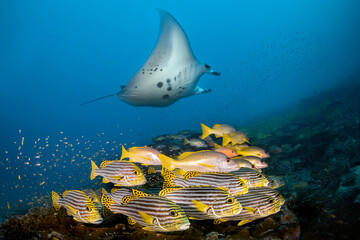 Manta ray and yellow snapper fish in the cruise trip to Maldives island in Indian Ocean