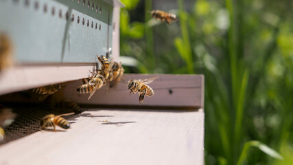 Vol des abeilles butineuses  chargées de pollen et de nectar devant la ruche © Eric