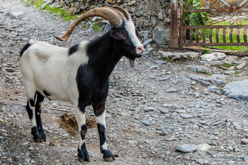 Black and white mountain goat with large curved horns in the village of Tsaldashi, on the trek from...