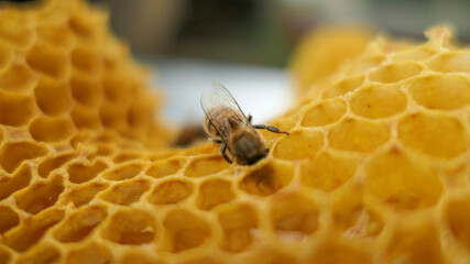 Abeille plongeant la t&ecirc;te la premi&egrave;re dans une alv&eacute;ole de cire remplie de nectar