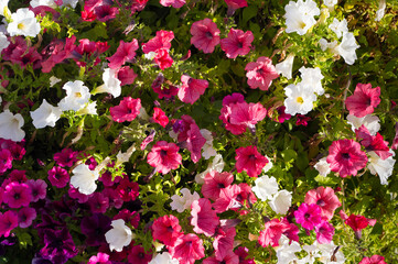 Obraz premium A close-up view of the colorful flowers of a plant called Surfinia. A popular garden ornamental flower.