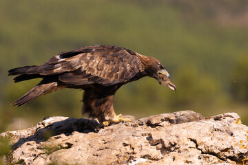 Aguila real