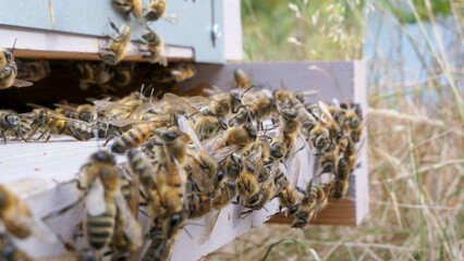 Abeilles en grappe devant la ruche pour se prot&eacute;ger des frelons