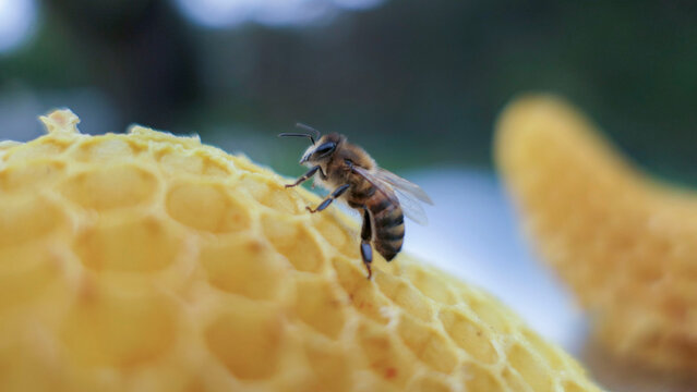 Jeune abeille sur des alvéoles en cire 