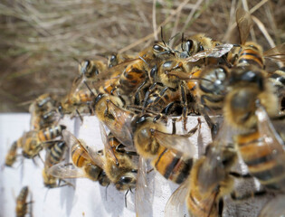 Abeilles disposées en grappe devant l'entrée de la ruche pour se protéger des frelons asiatiques