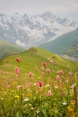Wild, beautiful and colorful flora of the meadows of the snowy Caucasus mountain range. Mestia-Ushguli trekking, Georgia. 